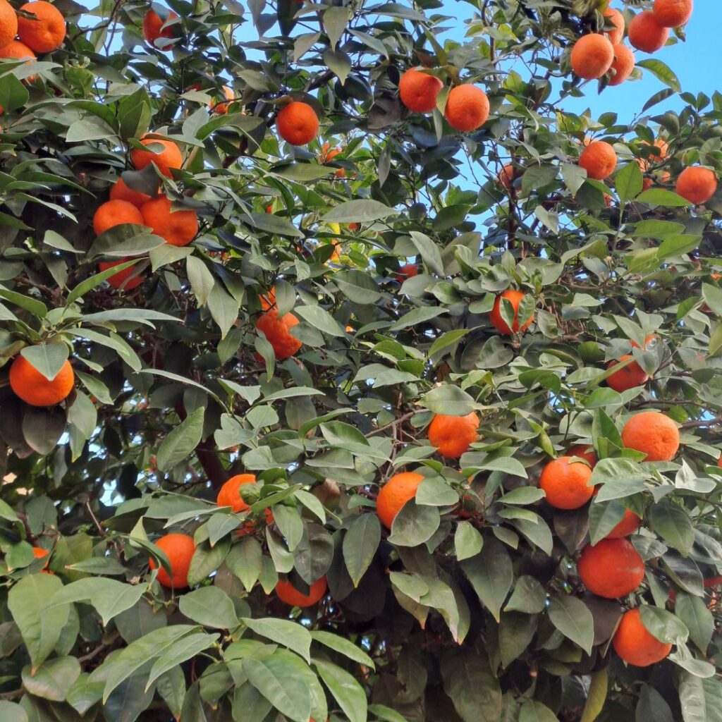 El Fontanal avisa: Nuestros naranjos están al límite y no queremos otra ‘marea naranja’