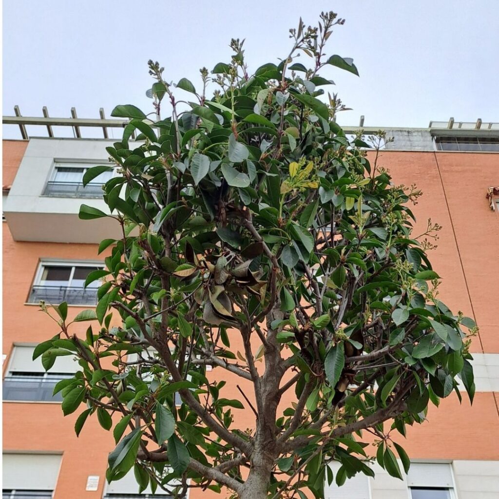 Savia nueva en La Rosaleda: Los alcorques de José María de Mena vuelven a la vida