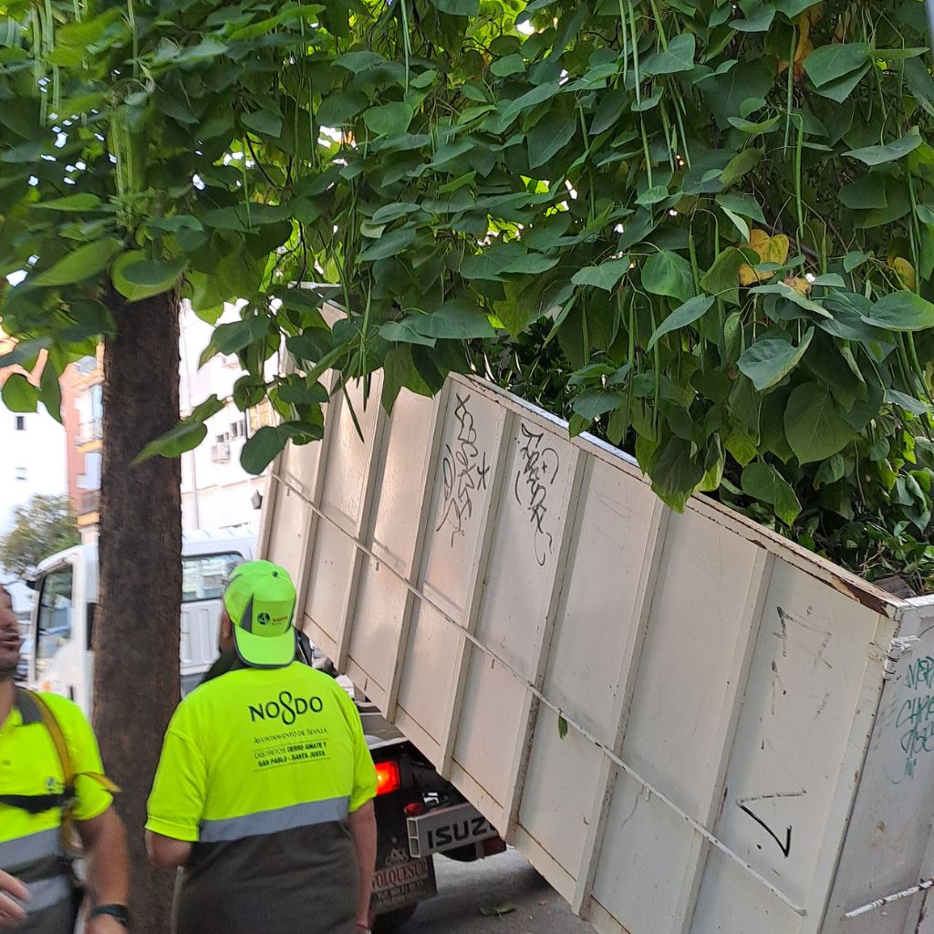 Obras en Francisco de Ariño: Parches, raíces y la necesidad urgente de un mantenimiento real